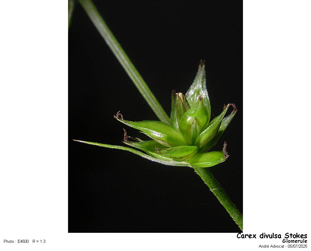 Carex divulsa Stokes #82752
