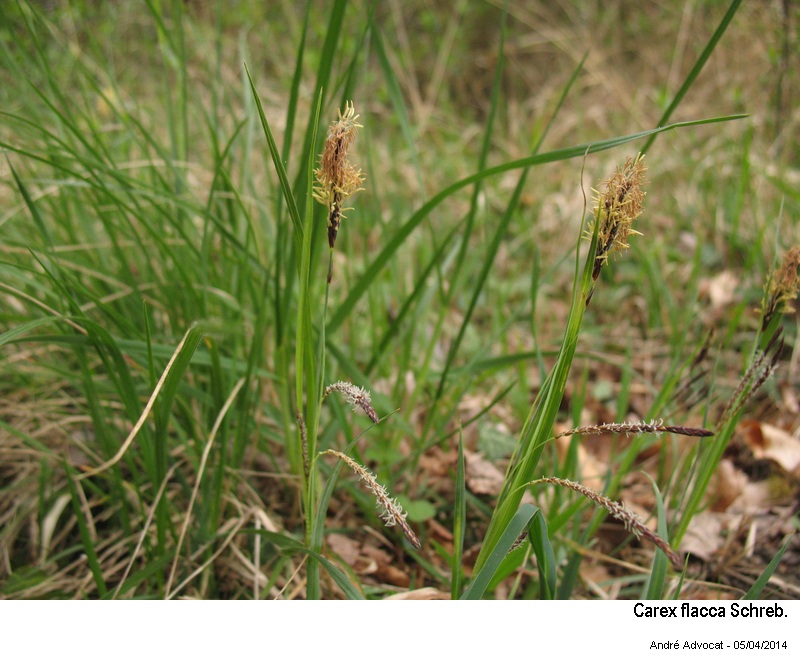 Carex flacca Schreb. #37150