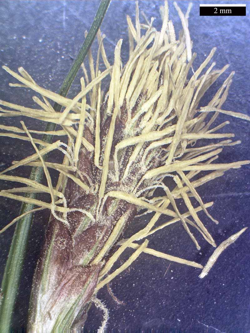 Carex halleriana Asso, 1779 #44900