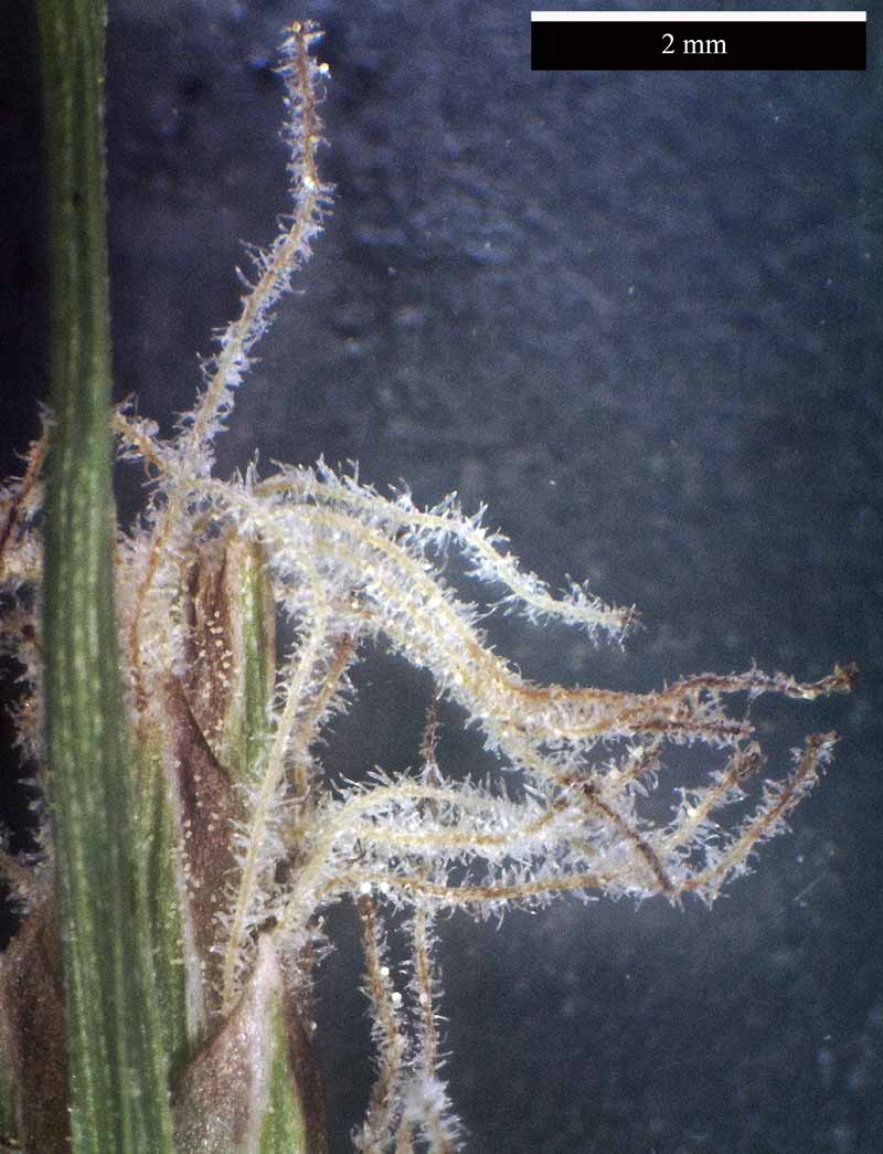 Carex halleriana Asso, 1779 #44901