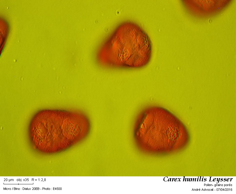 Carex humilis Leysser #44504