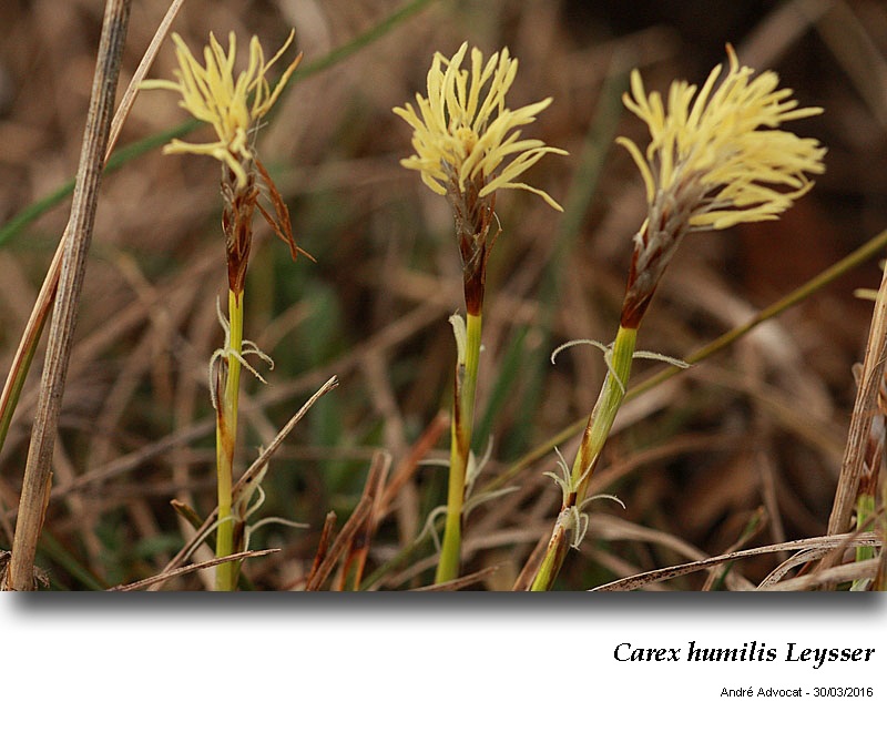 Carex humilis Leysser #44471