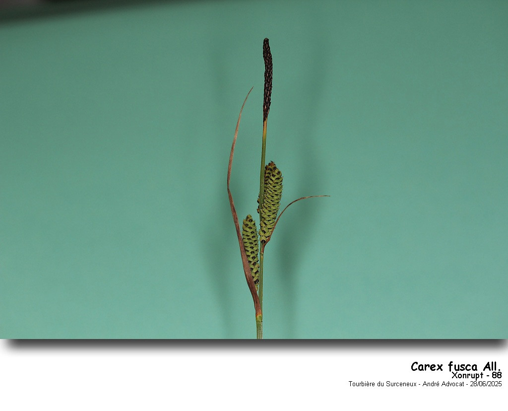 Carex nigra (L.) Reichard = Carex fusca All. #82668
