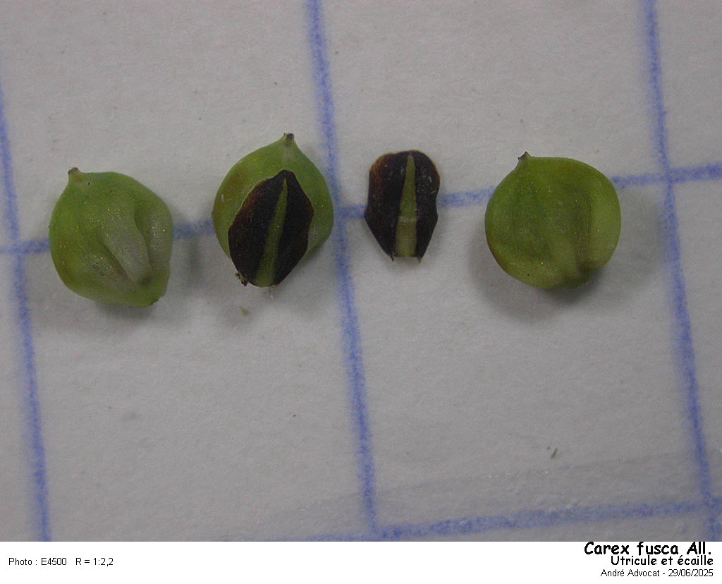 Carex nigra (L.) Reichard = Carex fusca All. #82671