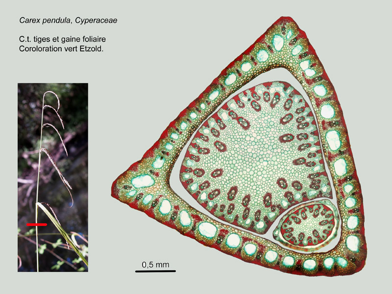Carex pendula, histologie. #16911