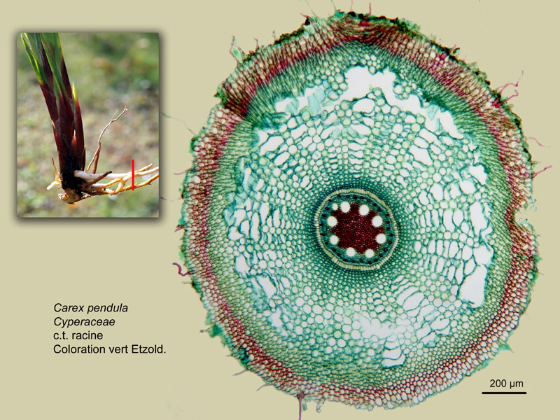 Carex pendula, histologie, histology, suite #24725