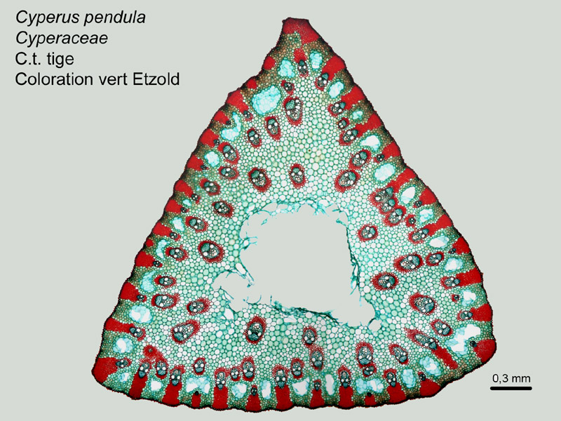 Carex pendula, histologie. #16912