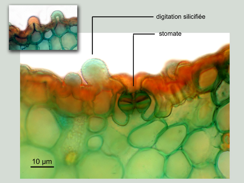 Carex pendula, histologie. #16914