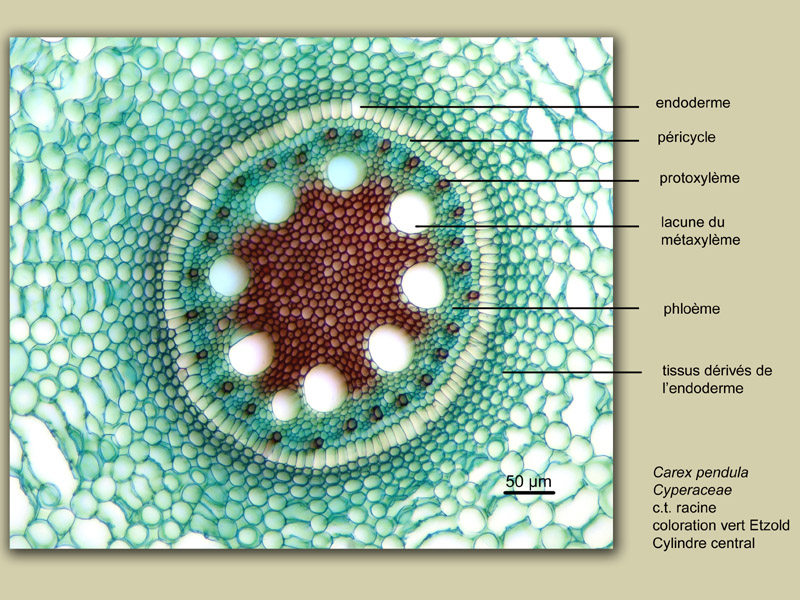 Carex pendula, histologie, histology, suite #24726