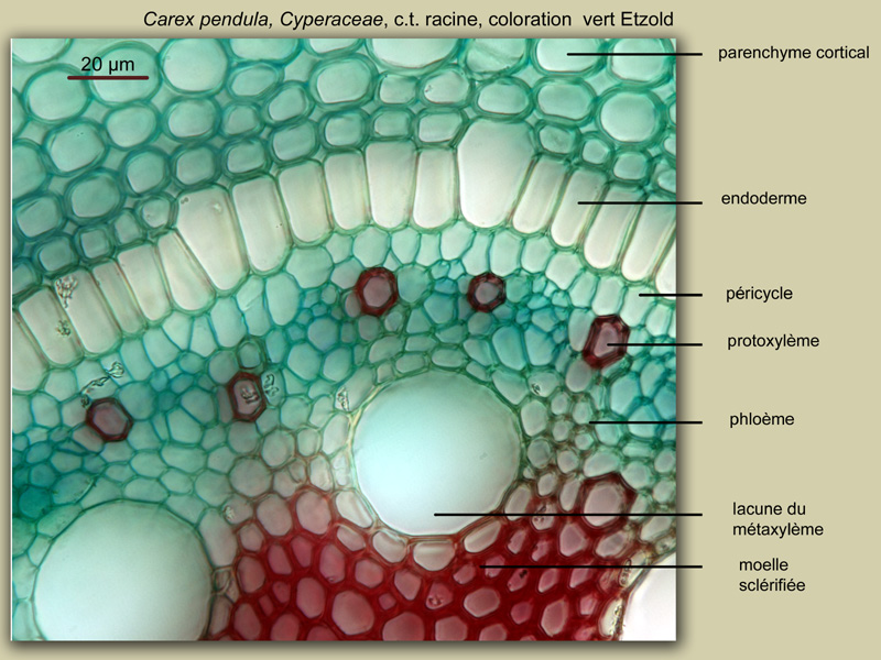 Carex pendula, histologie, histology, suite #24727