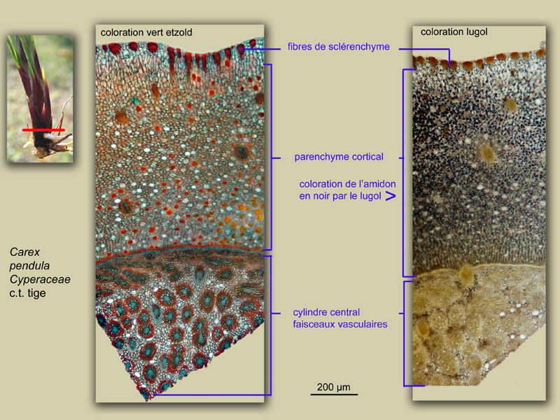 Carex pendula, histologie, histology, suite #24728