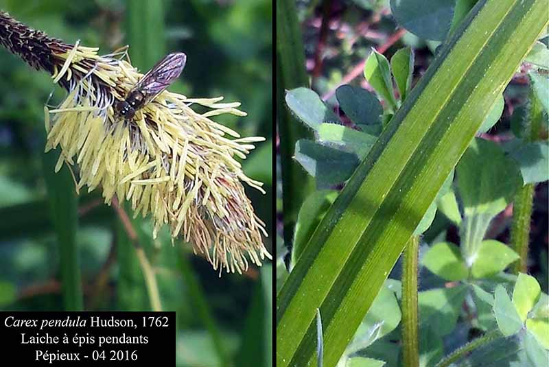 Carex pendula #44823