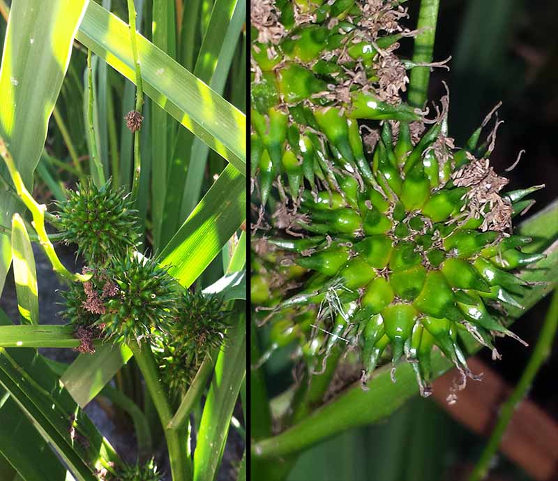 Carex pendula Hudson, 1762 #46403