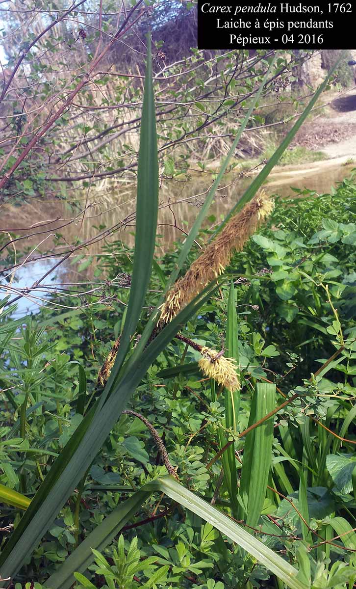 Carex pendula #44821