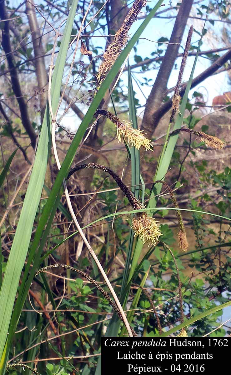 Carex pendula #44822