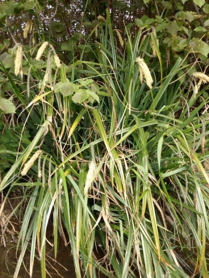 Carex Pendula- Laîche pendante #63012