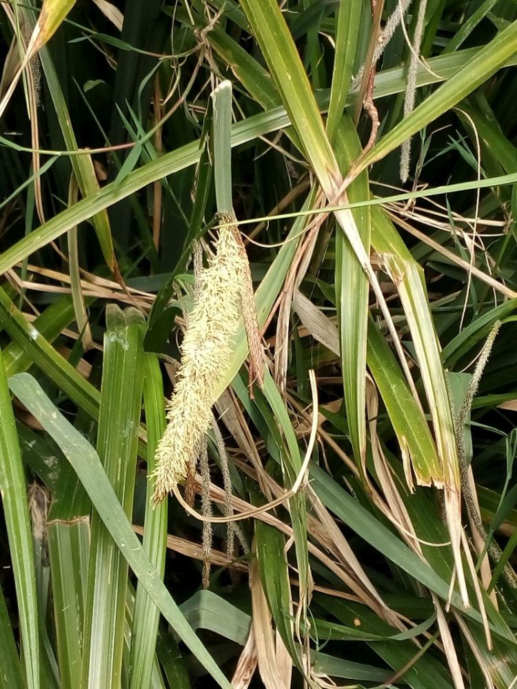 Carex Pendula- Laîche pendante #63000