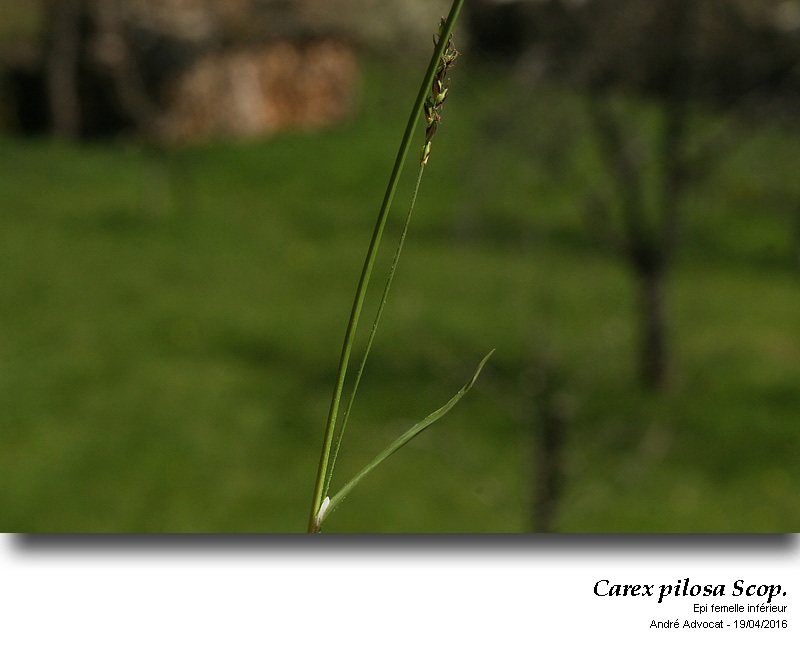 Carex pilosa Scop. #44669