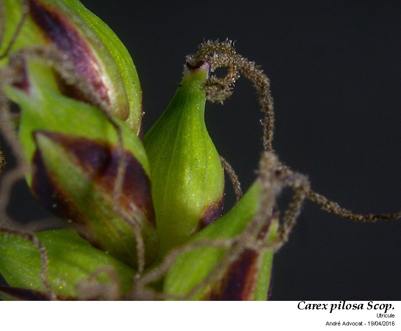 Carex pilosa Scop. #44671