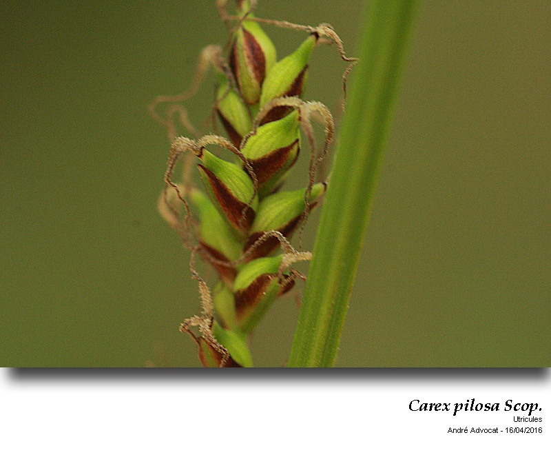 Carex pilosa Scop. #44670