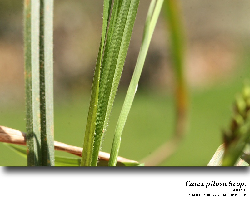 Carex pilosa Scop. #44675