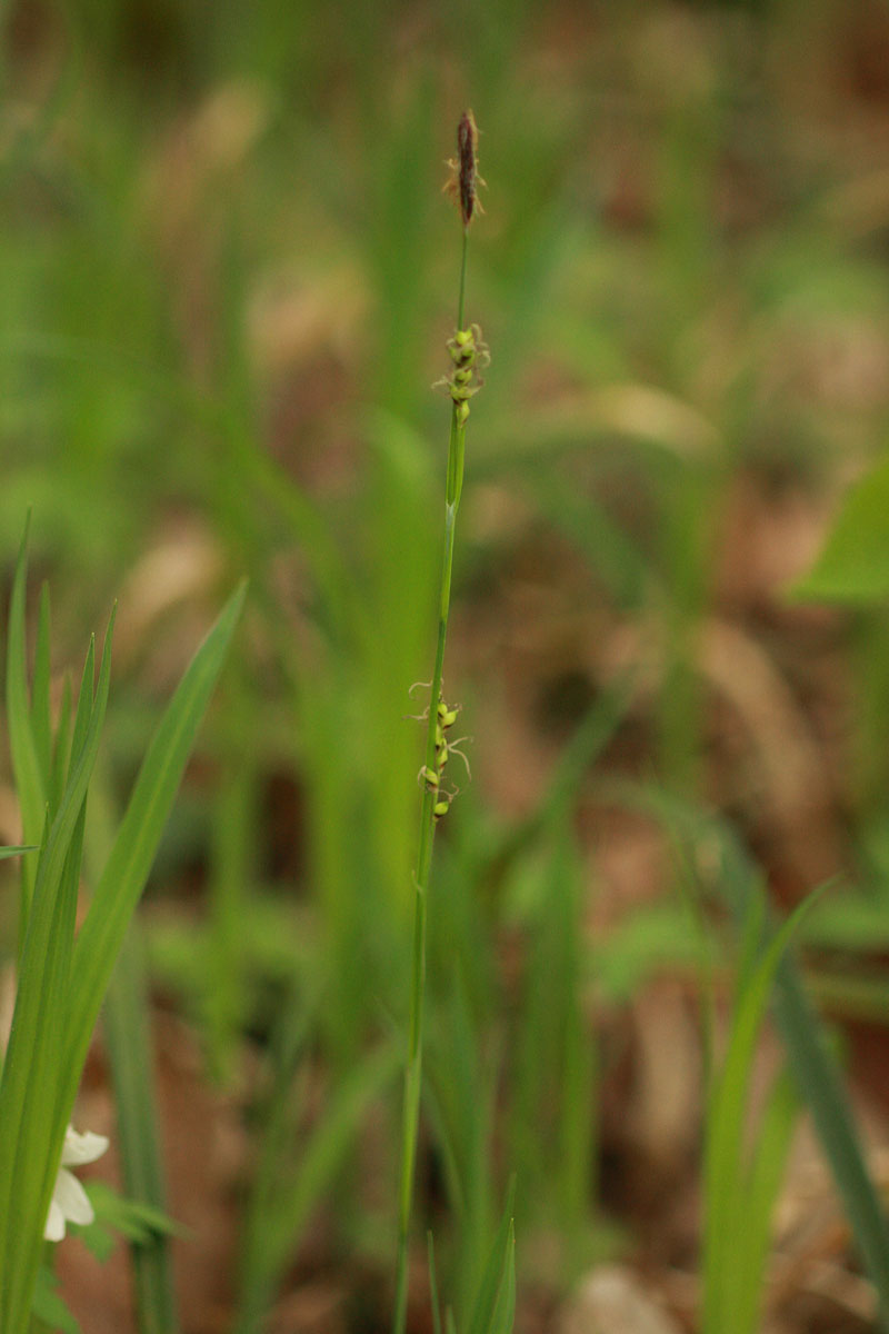 Carex pilosa Scop. #44668