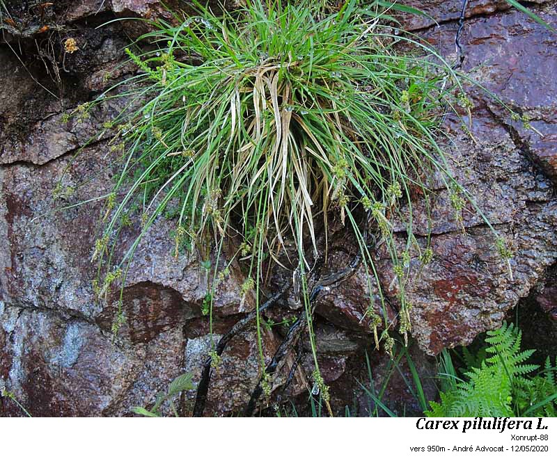 Carex pilulifera L. #63483