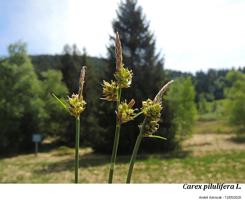 Carex pilulifera L. #63484