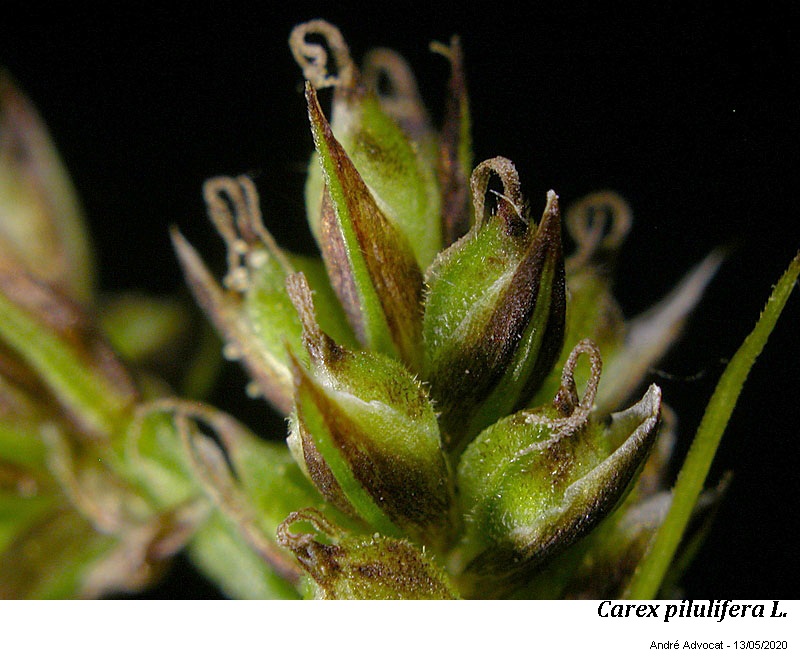 Carex pilulifera L. #63485