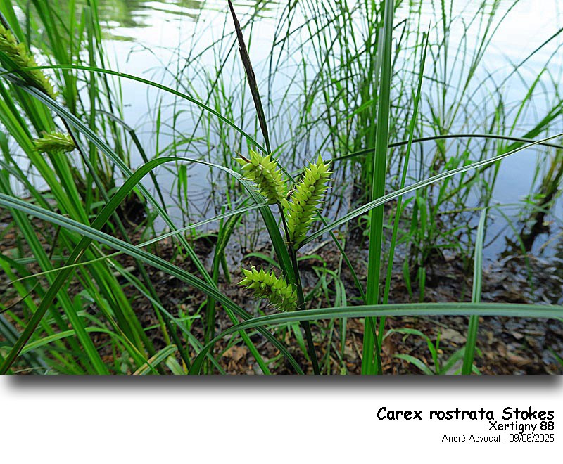 Carex rostrata Stokes #82550
