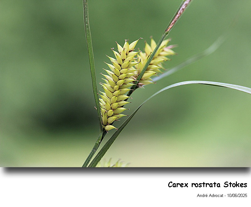 Carex rostrata Stokes #82552
