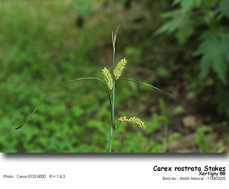 Carex rostrata Stokes #82551