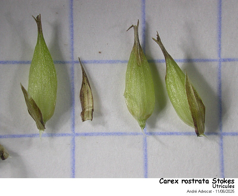 Carex rostrata Stokes #82553