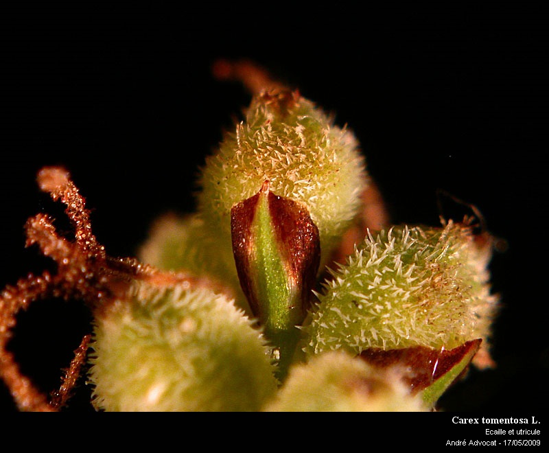 Carex tomentosa L. #63462