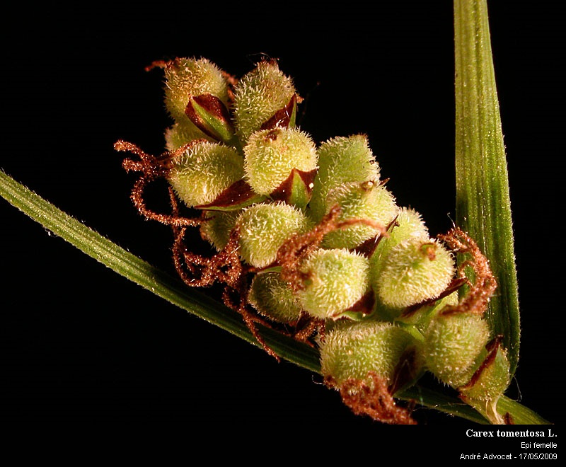 Carex tomentosa L. #63461