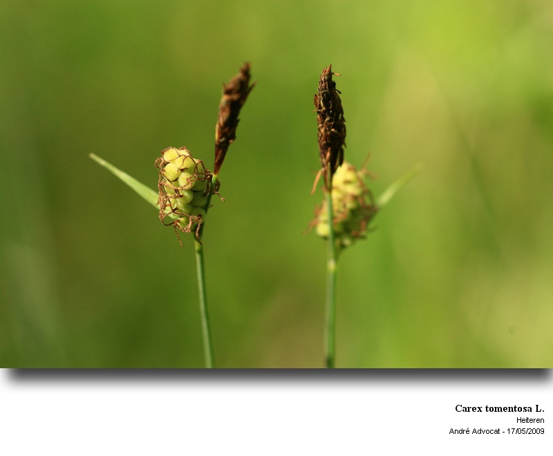 Carex tomentosa L. #63460