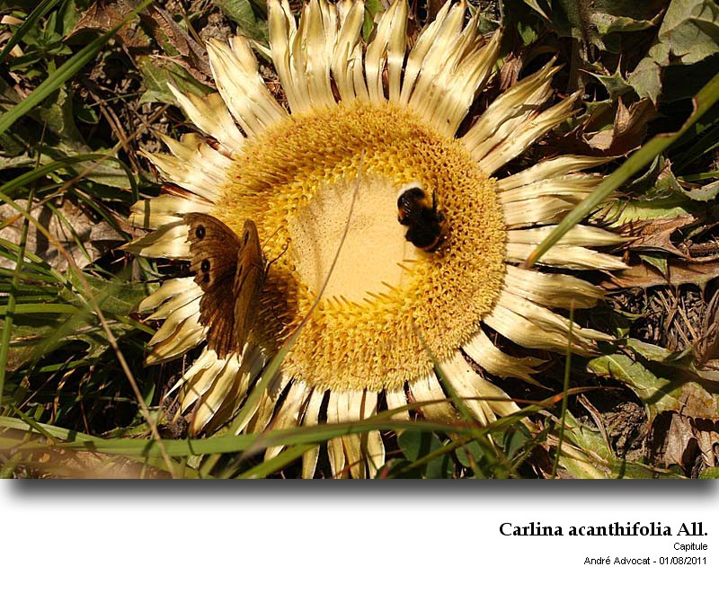 Carlina acanthifolia All. #24381