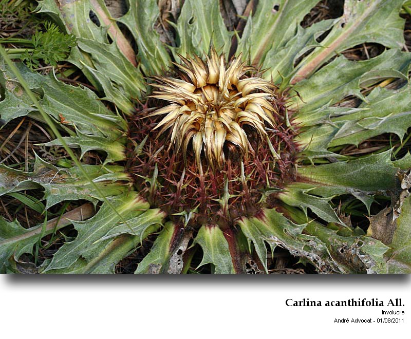 Carlina acanthifolia All. #24382