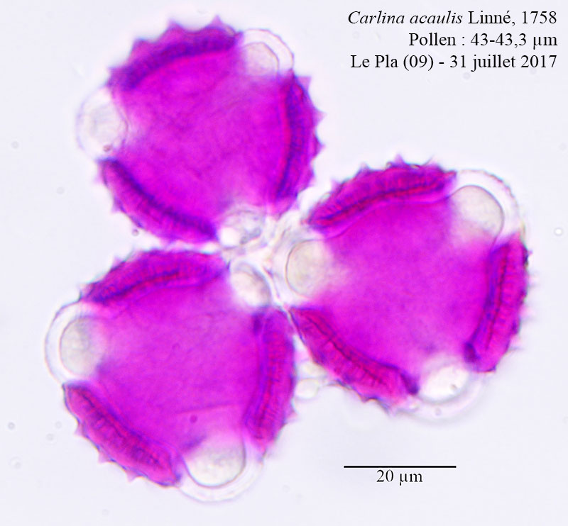 Carlina acaulis #54074