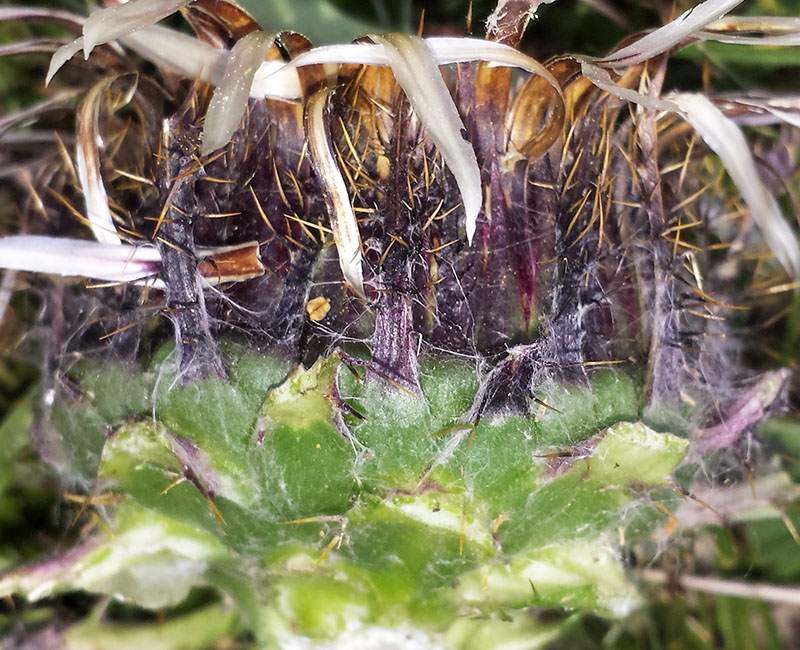 Carlina acaulis #54070