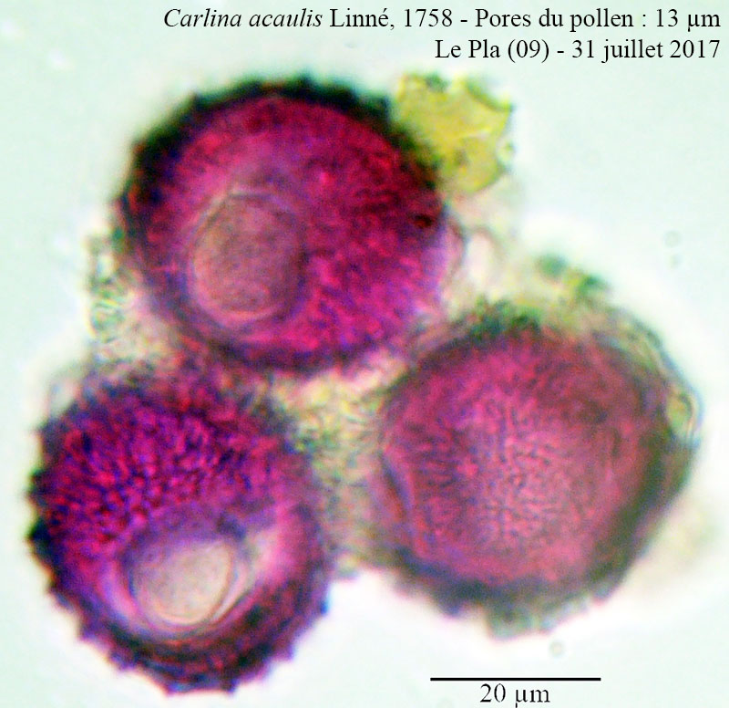Carlina acaulis #54073