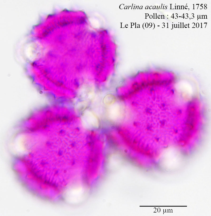 Carlina acaulis #54075