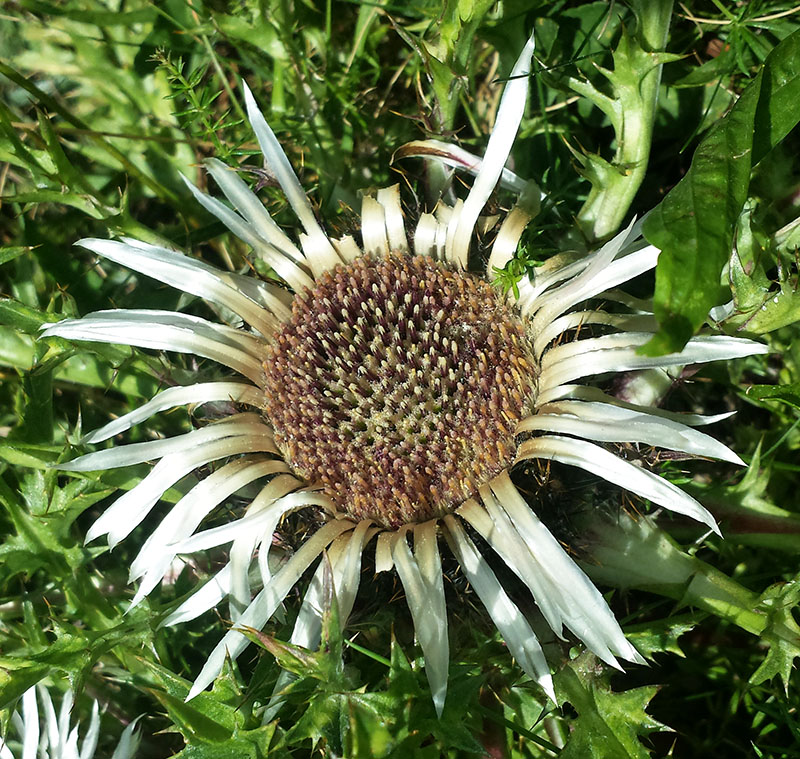 Carlina acaulis #54069
