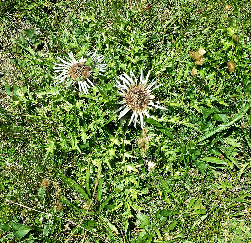 Carlina acaulis #54067