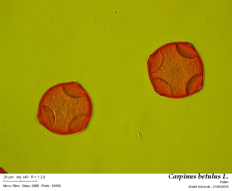 Carpinus betulus L.    Le charme #44714