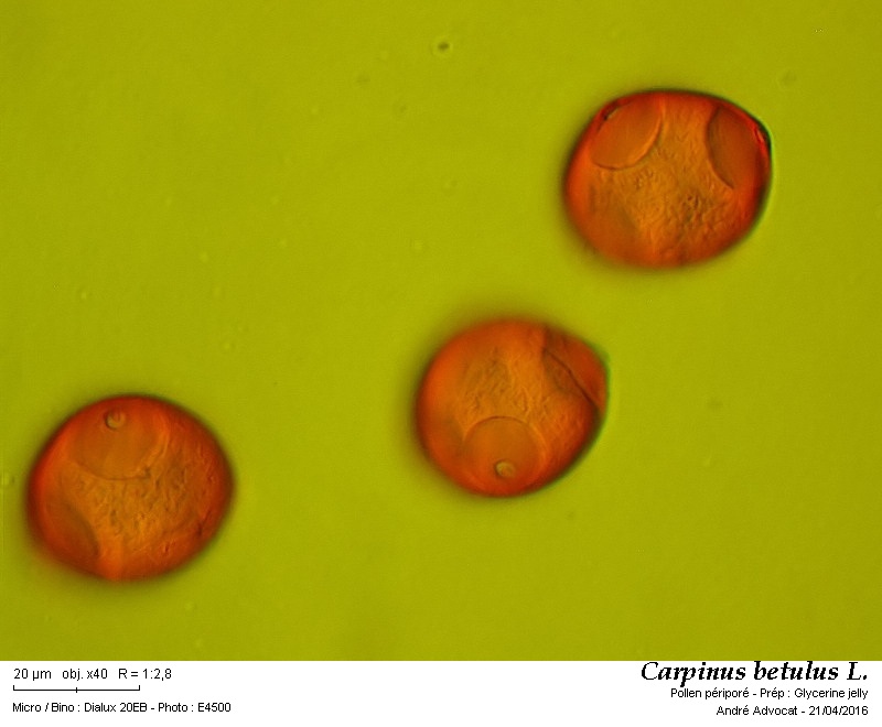 Carpinus betulus L.    Le charme #44715
