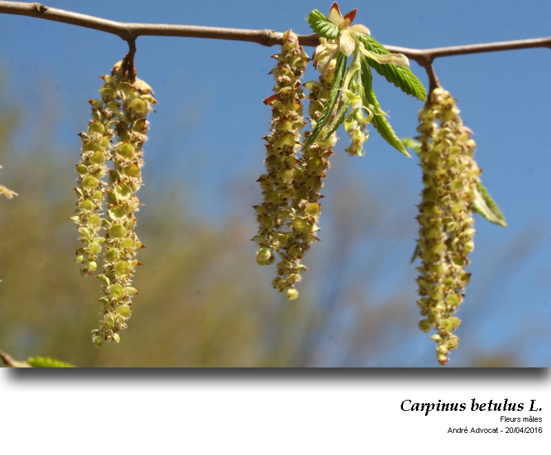 Carpinus betulus L.    Le charme #44712