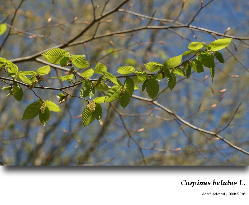 Carpinus betulus L.    Le charme #44710