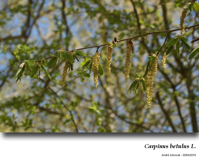 Carpinus betulus L.    Le charme #44711