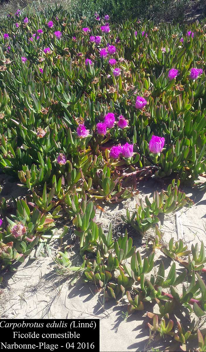 Carpobrotus edulis #44816